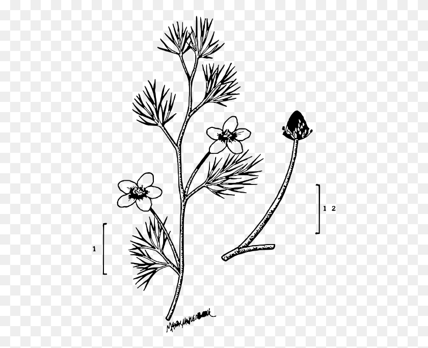479x623 Descargar Png File Ranunculus Longirostris Ilustración Caesalpinia, Grey, World Of Warcraft Hd Png
