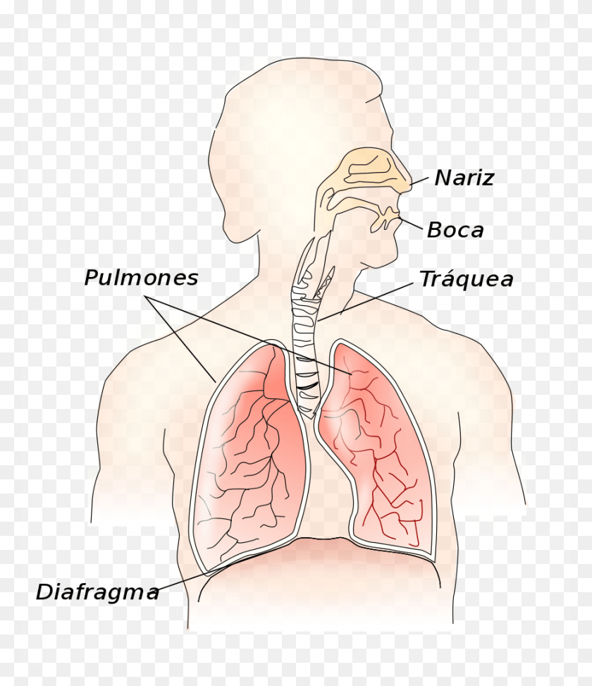 874x1024 File Respiratory System Es Svg Epiglottis Above The Larynx, Shoulder, Neck HD PNG Download