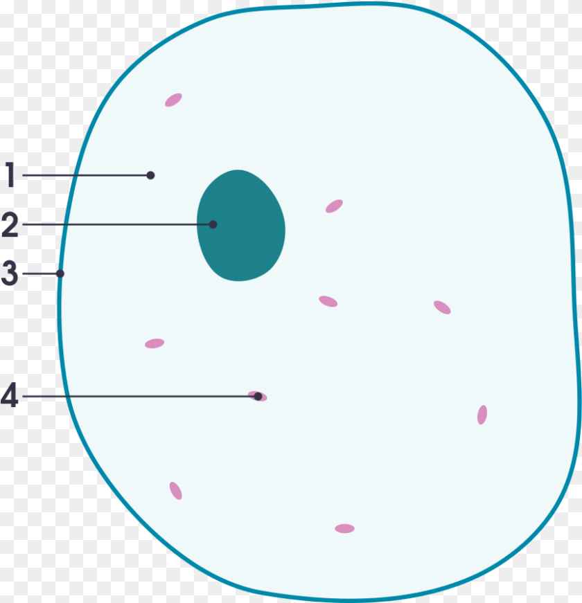 864x896 File Simple Diagram Of Animal Cell Numbers Svg Simple, Disk Sticker PNG