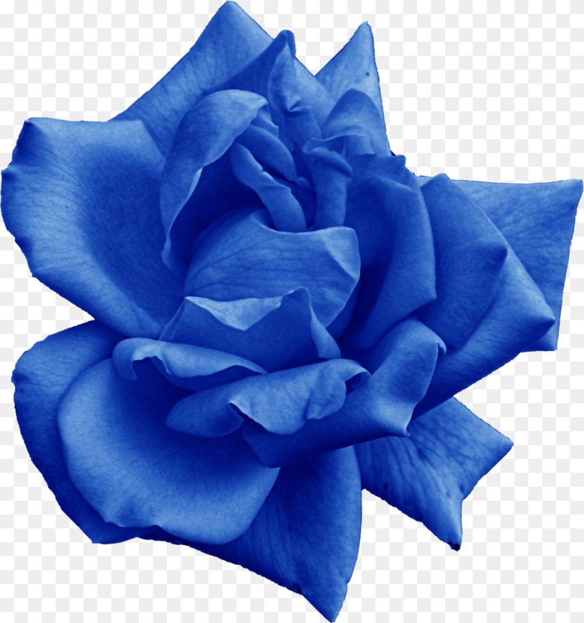 960x1024 File Size Blue Rose, Flower, Plant Clipart PNG