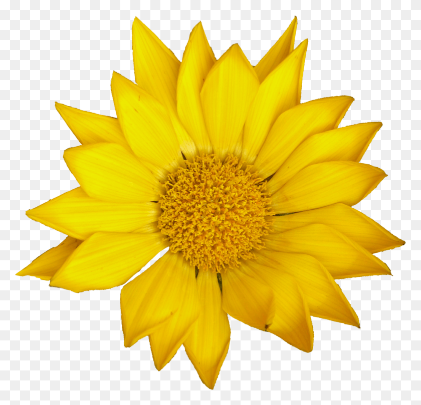1024x984 File Size Gazania, Plant, Flower, Blossom HD PNG Download