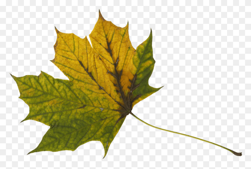 1024x665 File Size Maple Leaf, Leaf, Plant, Tree HD PNG Download