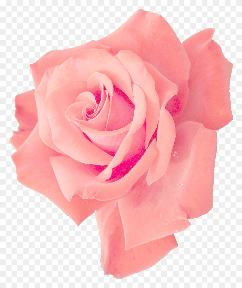 1220x1470 Размер Файла Розовая Роза Бесплатно, Роза, Цветок, Растение Hd Png Скачать