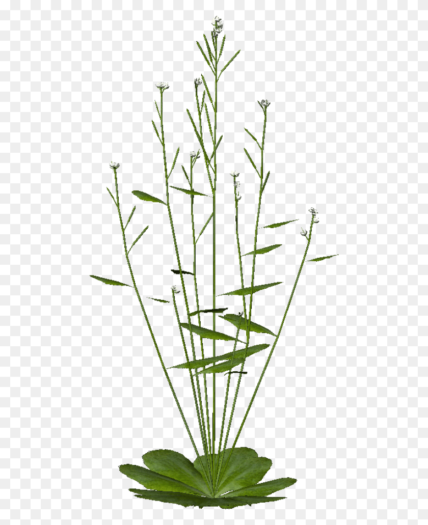 491x971 Final 12 Wt Nodecap1 Emergent Plants, Grass, Plant, Lawn HD PNG Download