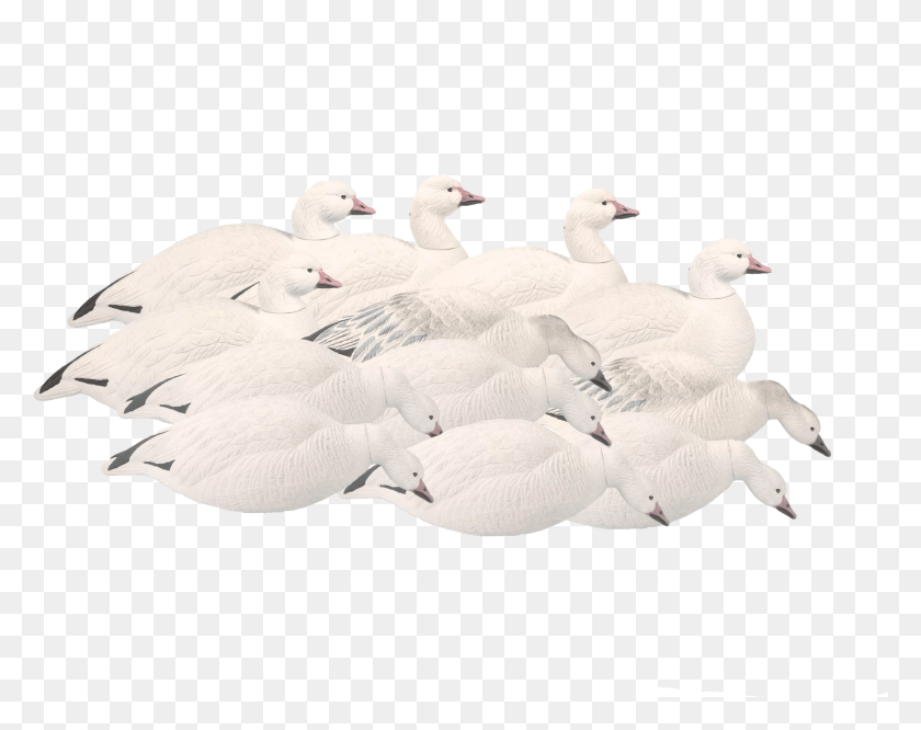 2065x1605 Final Approach Last Pass Outfitter Pack Shell Snow Goose, Animal, Bird, Swan HD PNG Download
