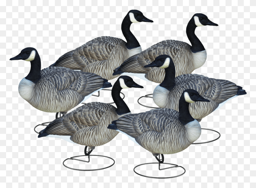 1089x780 Final Approach Livecraft Full Body Relaxed Walkers Canada Goose, Bird, Animal, Anseriformes HD PNG Download
