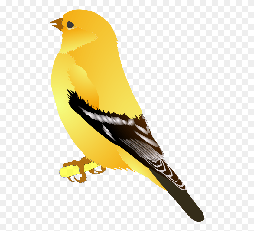515x704 Finch Clip Art Goldfinch Clipart, Bird, Animal, Canary HD PNG Download