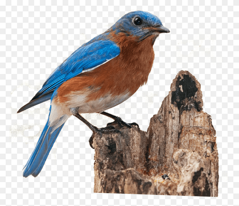 1112x947 Pinzón En Tronco Roto Bluebird, Pájaro, Animal, Jay Hd Png