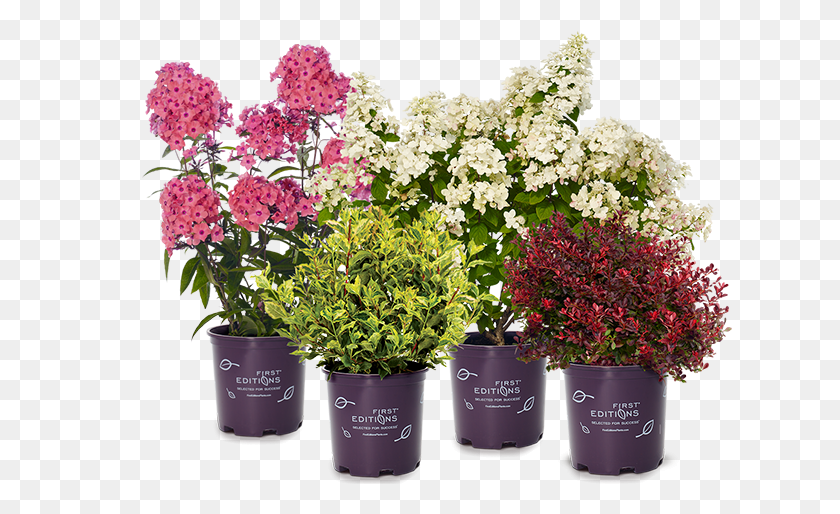625x454 Find A First Editions Plant Near You Bouquet, Geranium, Flower, Blossom HD PNG Download