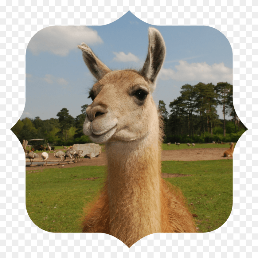 935x935 Find A Veterinarian Musical Llama, Kangaroo, Mammal, Animal HD PNG Download