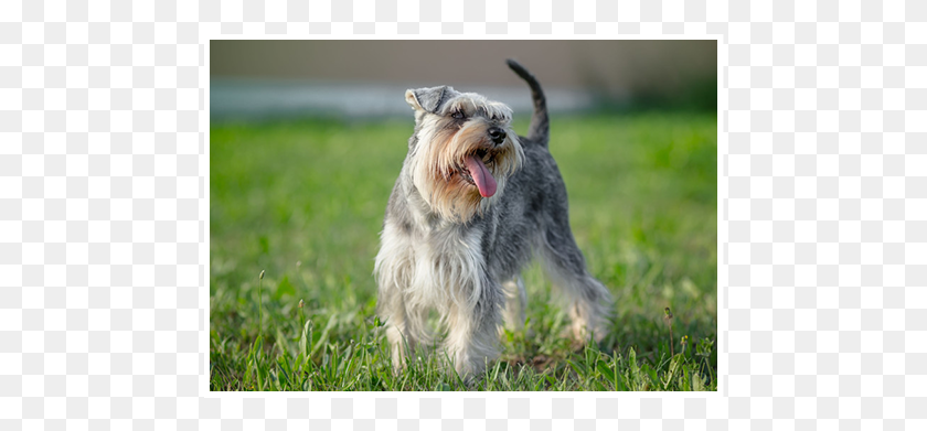 472x331 Encuentre Todos Los Servicios Que Necesita Para Su Mascota En Perros Que No Dan Alergia, Perro, Canino, Animal Hd Png