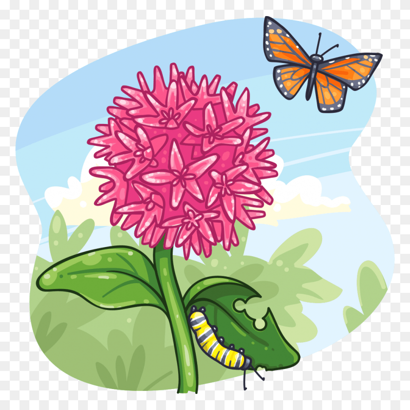 1024x1024 Find Near Me Common Milkweed Clip Art, Dahlia, Flower, Plant HD PNG Download