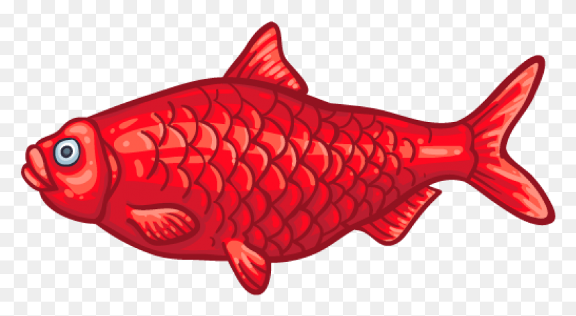 1015x523 Find Near Me Goldfish, Animal, Fish, Carp Descargar Hd Png