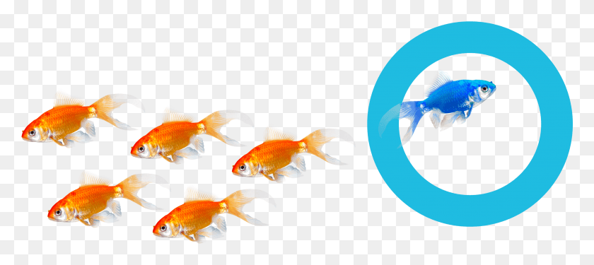 2828x1144 Find Out More Reasons Why Hoteliers Choose Us Goldfish, Fish, Animal HD PNG Download
