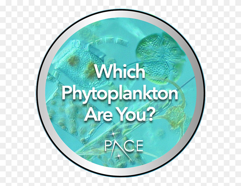 593x591 Find Out What Phytoplankton Matches Your Personality Circle, Text, Label, Word HD PNG Download