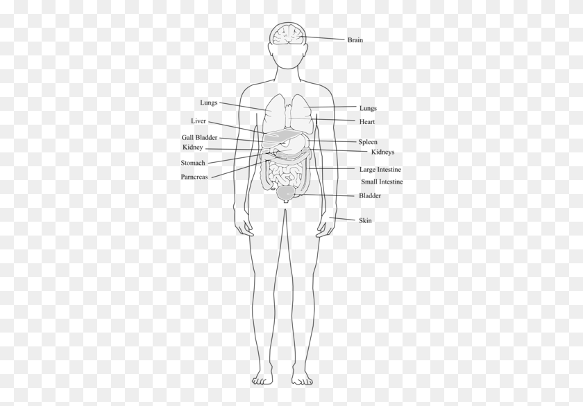 322x526 Finger Human Body Organ System Human Leg Body Organs And Organ Systems, Hand HD PNG Download