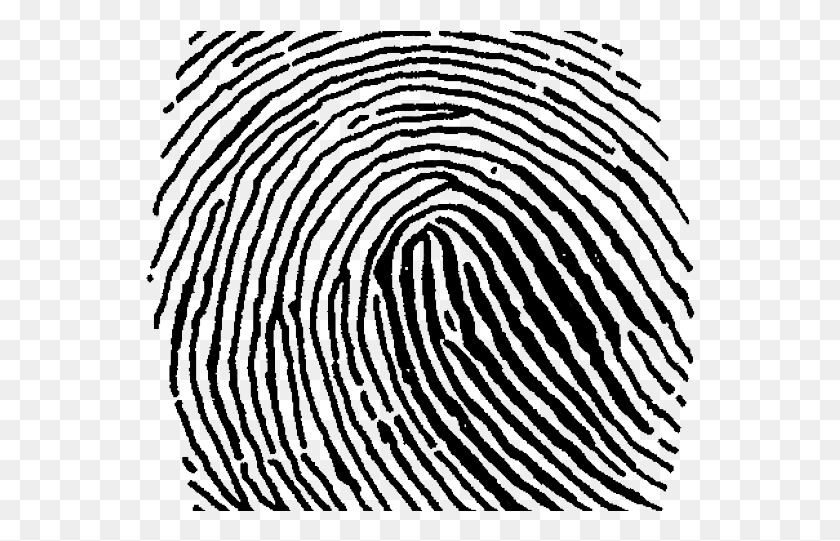 550x481 Fingerprint Clipart Large Transparent Fingerprint Clip Art, Pattern, Rug, Spiral HD PNG Download