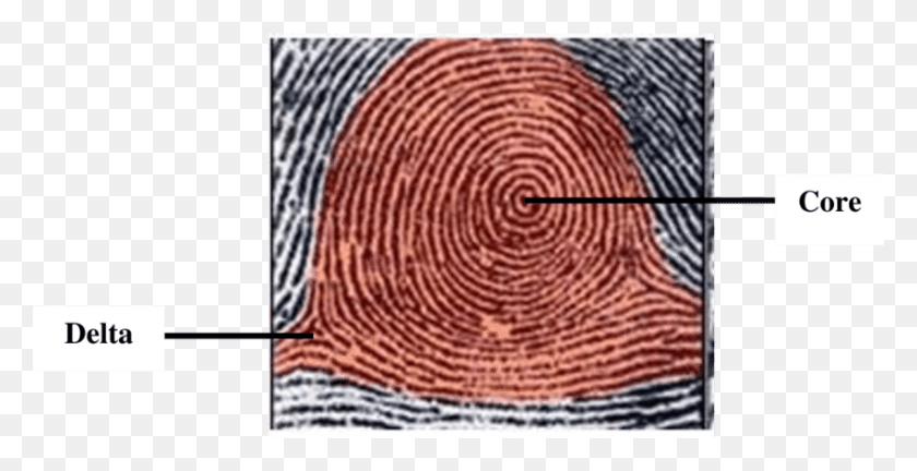 850x406 Fingerprint Pattern Scientific Plain Whorl Fingerprint, Rug, Woven, Weaving HD PNG Download
