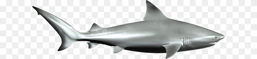 630x195 Fins Clipart Nurse Shark, Animal, Fish, Sea Life Transparent PNG