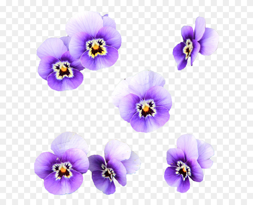 622x620 Fiori Viola Flores Color Lila, Plant, Flower, Blossom HD PNG Download