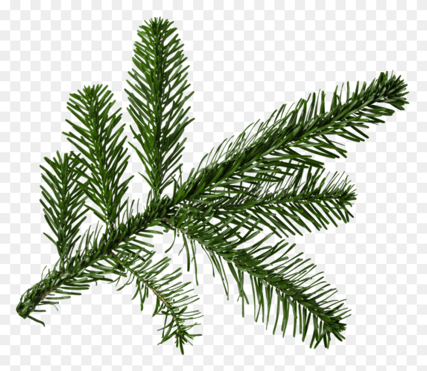 916x789 Fir Branch For Tree Christmas Branch, Plant, Leaf, Tree HD PNG Download