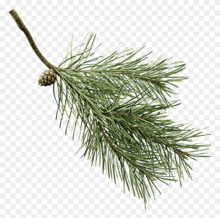 971x964 Fir Branch Pine Branch With Transparent Background, Tree, Plant, Conifer HD PNG Download