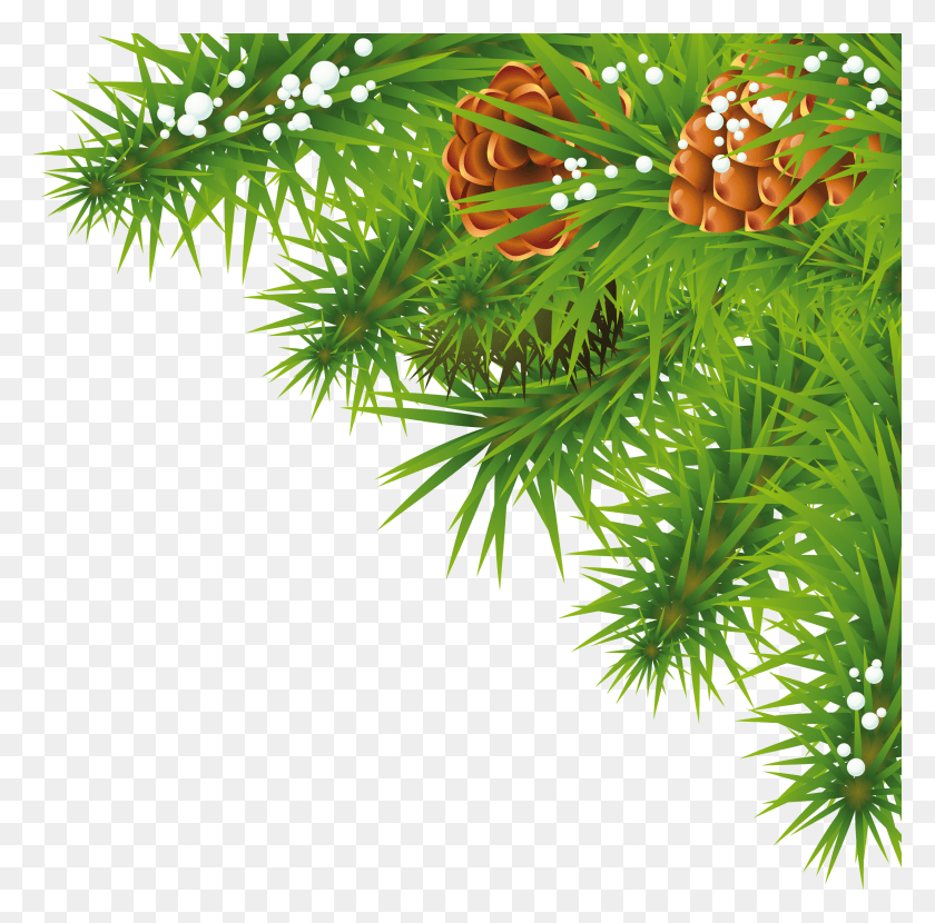 2441x2412 Fir Tree Branch Image Tree, Plant, Conifer, Seasoning HD PNG Download