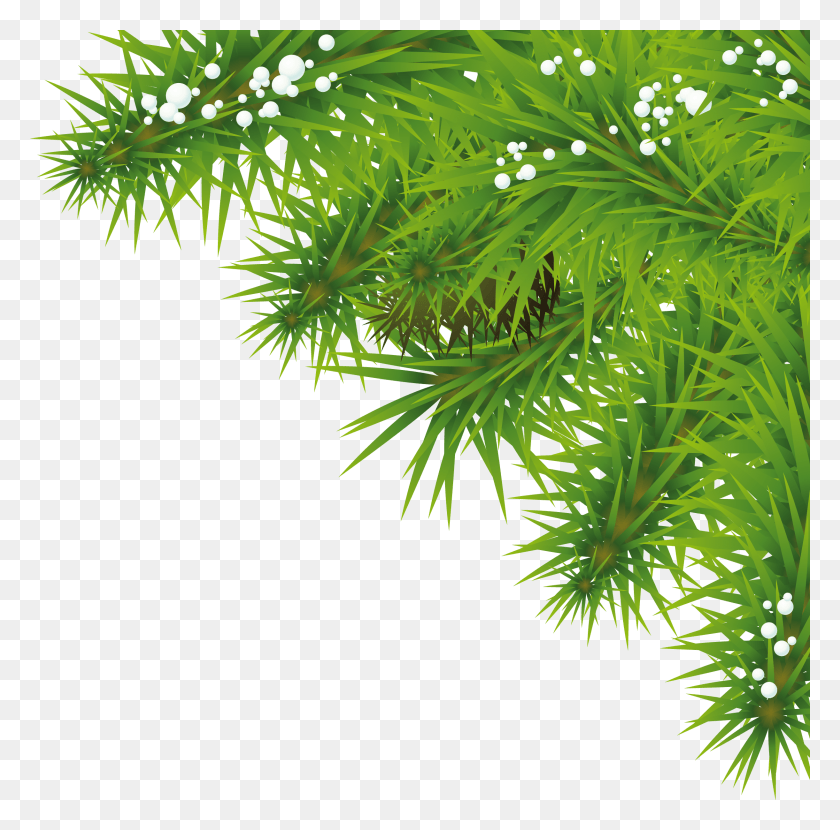 2441x2412 Fir Tree Christmas Tree Leaf, Green, Plant, Seasoning HD PNG Download