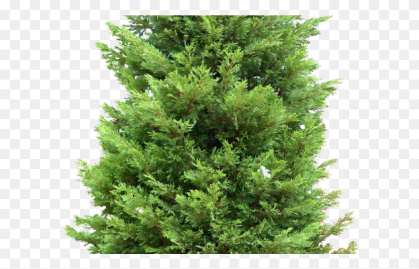 602x481 Fir Tree Clipart Cypress Spruce Tree With No Background, Plant, Pine, Conifer HD PNG Download