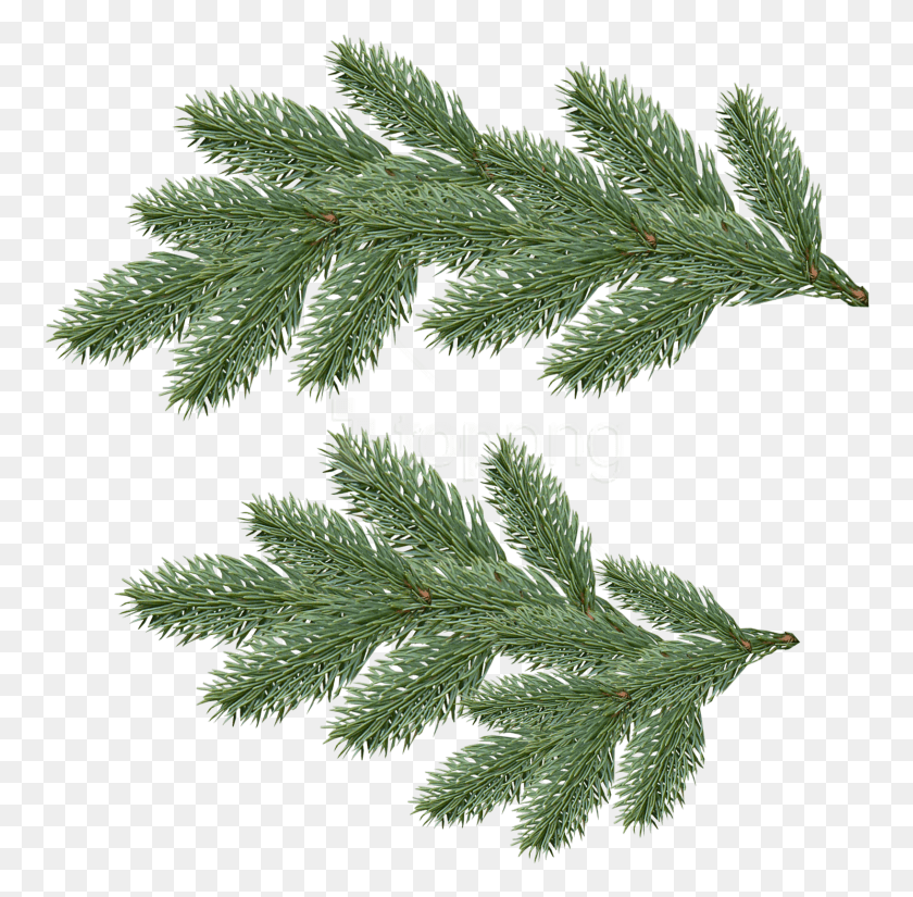 760x765 Fir Tree Clipart Photo Christmas Tree Branch, Plant, Conifer, Leaf HD PNG Download