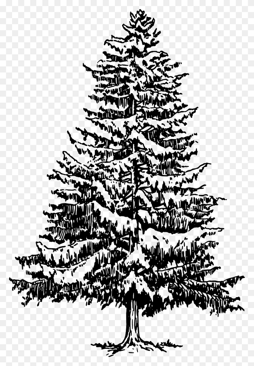 866x1280 Fir Tree Drawing Pine Tree Black And White, Christmas Tree, Ornament, Plant HD PNG Download