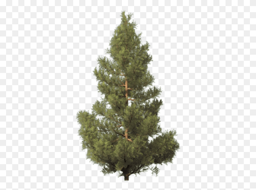 347x565 Fir Tree Free Image National Tree Company Dunhill Fir, Plant, Pine, Abies HD PNG Download