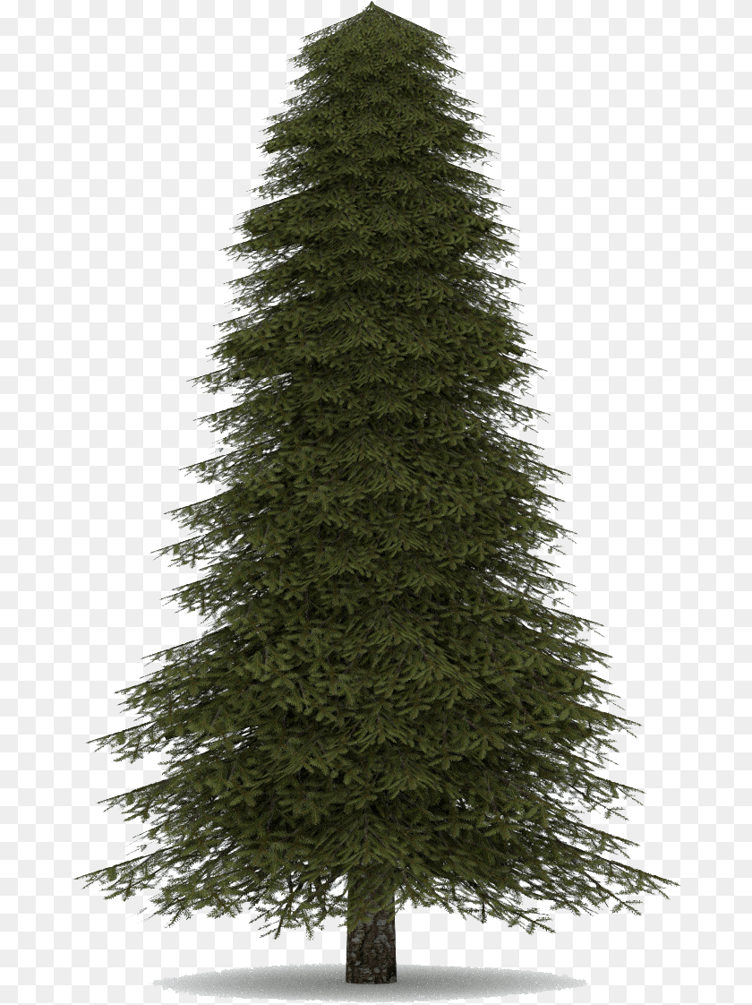 Fir Tree Realistic Christmas Tree, Plant, Pine, Conifer PNG