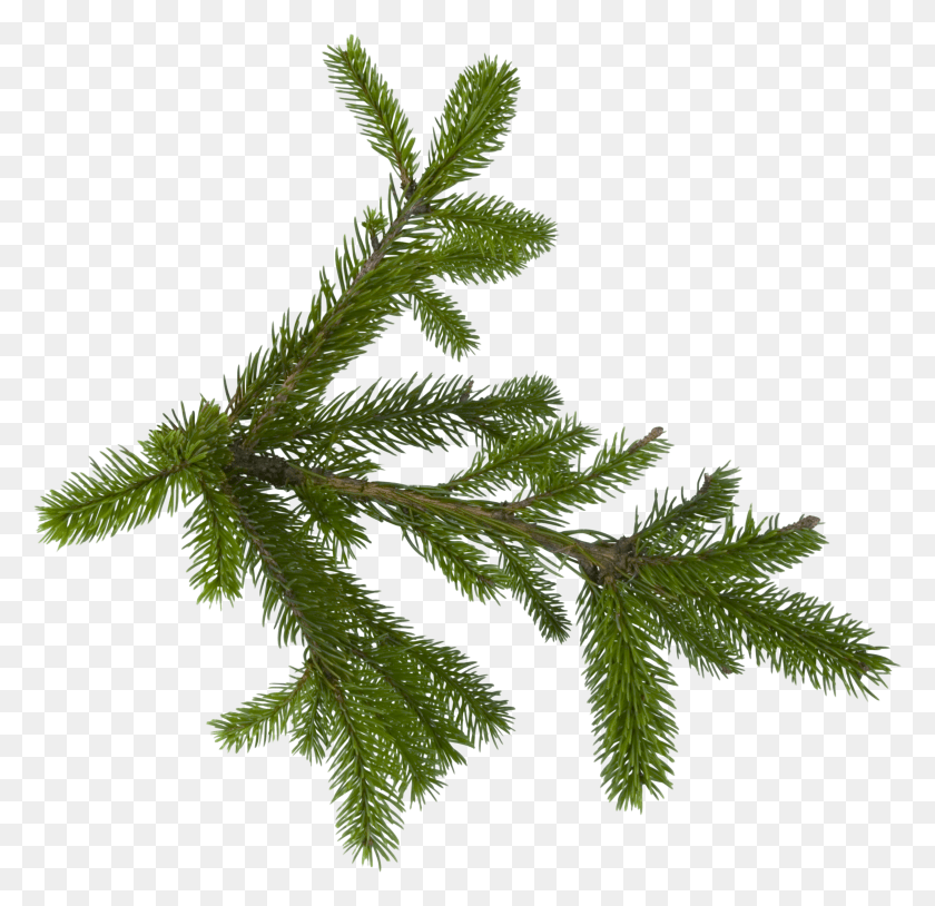 3508x3394 Fir Tree Tree Leaves Tree Branches Firs Pine Tree Branch HD PNG Download