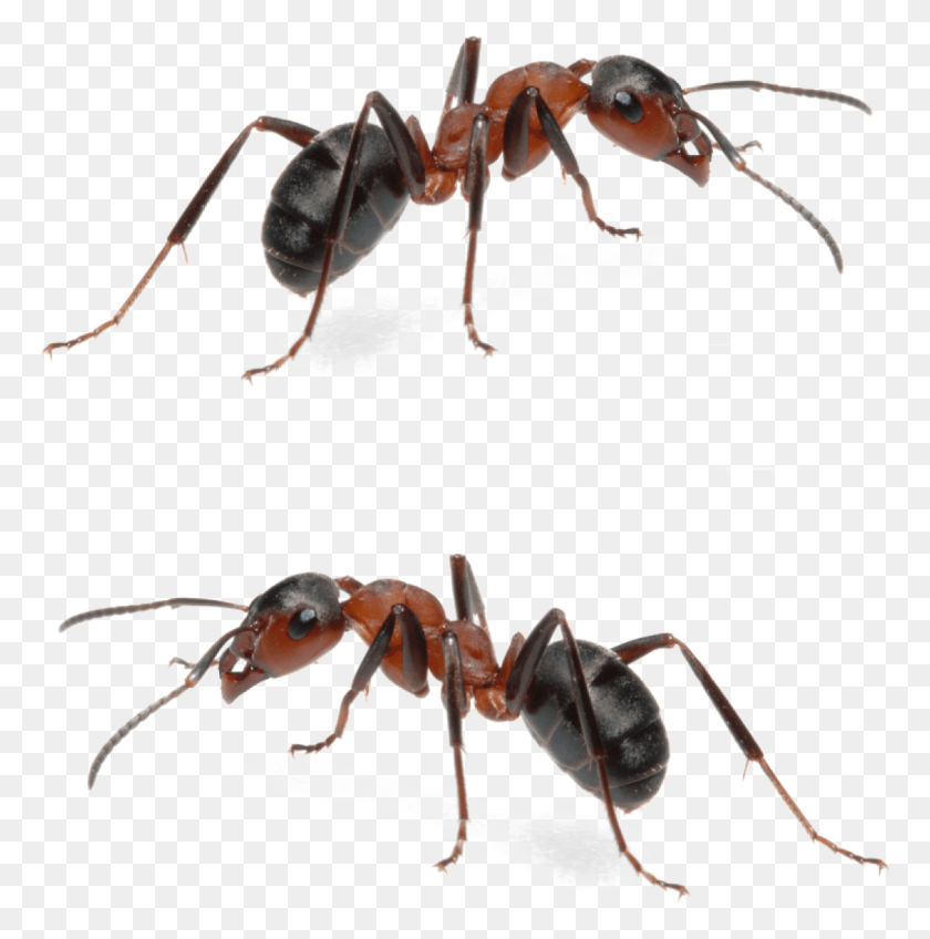 1128x1140 Fire Ant Mounds Are Obviously Menacing And For Any Carpenter Ant Fire Ants, Insect, Invertebrate, Animal HD PNG Download