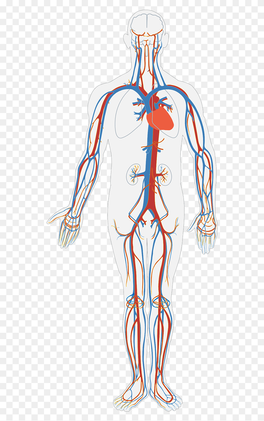 550x1281 First European Advice On Deep Vein Thrombosis Blood Flow And Gas Exchange, Person, Human, Veins HD PNG Download