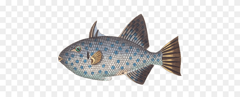 562x340 Fish Animal, Sea Life Sticker PNG