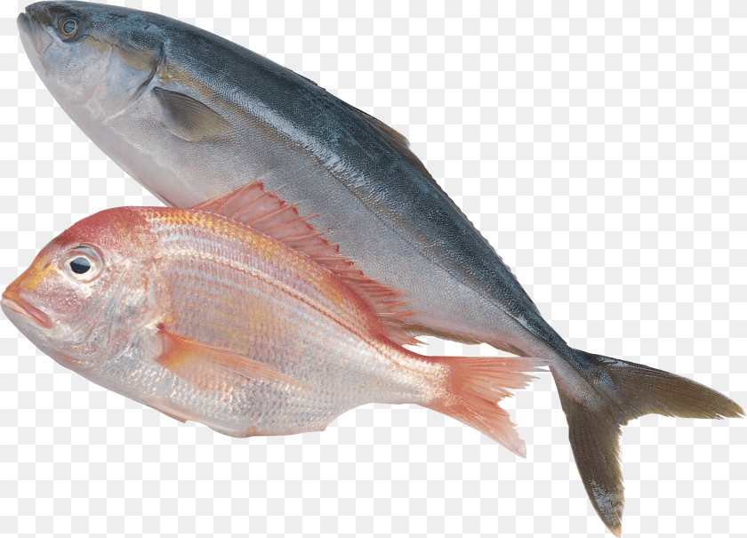 2140x1541 Fish, Animal, Sea Life, Tuna, Herring Sticker PNG