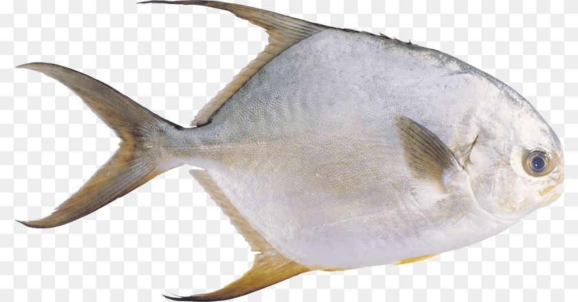 Fish, Animal, Sea Life, Tuna Clipart PNG