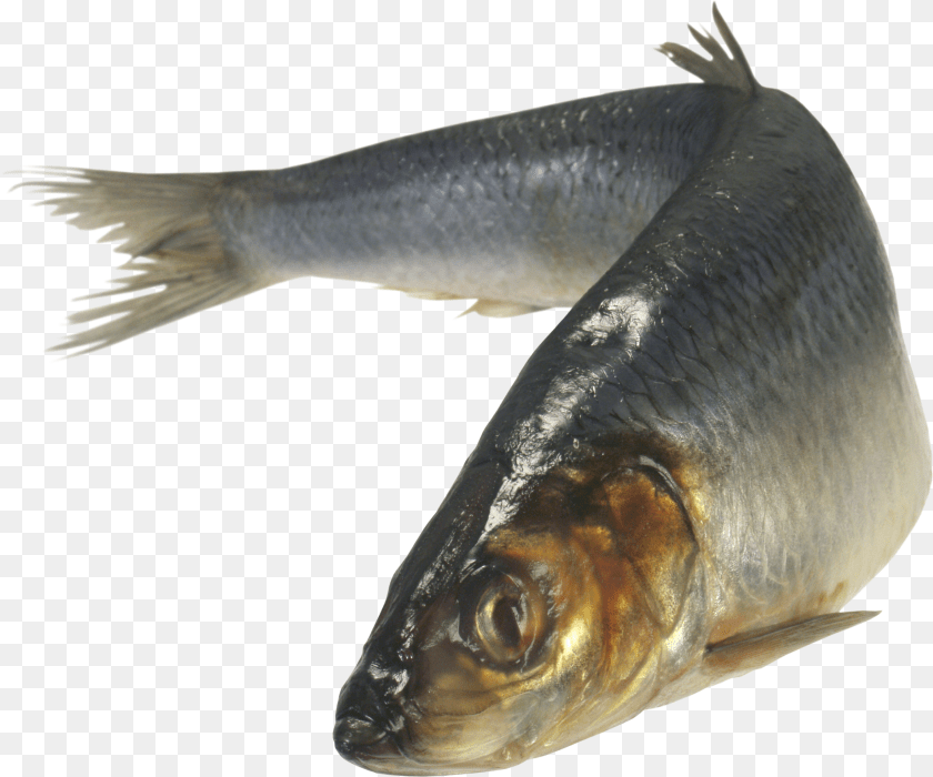 Fish, Animal, Herring, Sea Life, Sardine Sticker PNG