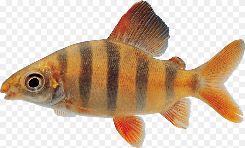 Fish, Animal, Sea Life, Perch PNG