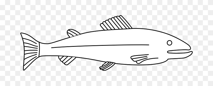 Fish Animal, Food, Mullet Fish, Sea Life PNG