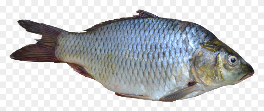 3214x1214 Png Рыба Большая Рыба