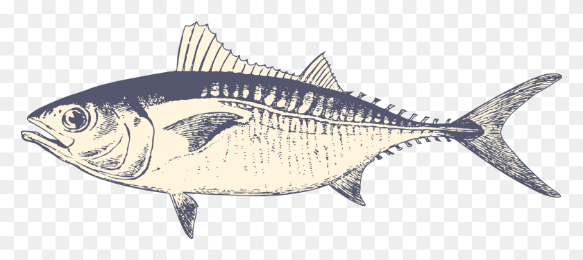 2000x810 Рыба Бонито, Животное, Тунец, Морская Жизнь Hd Png Скачать