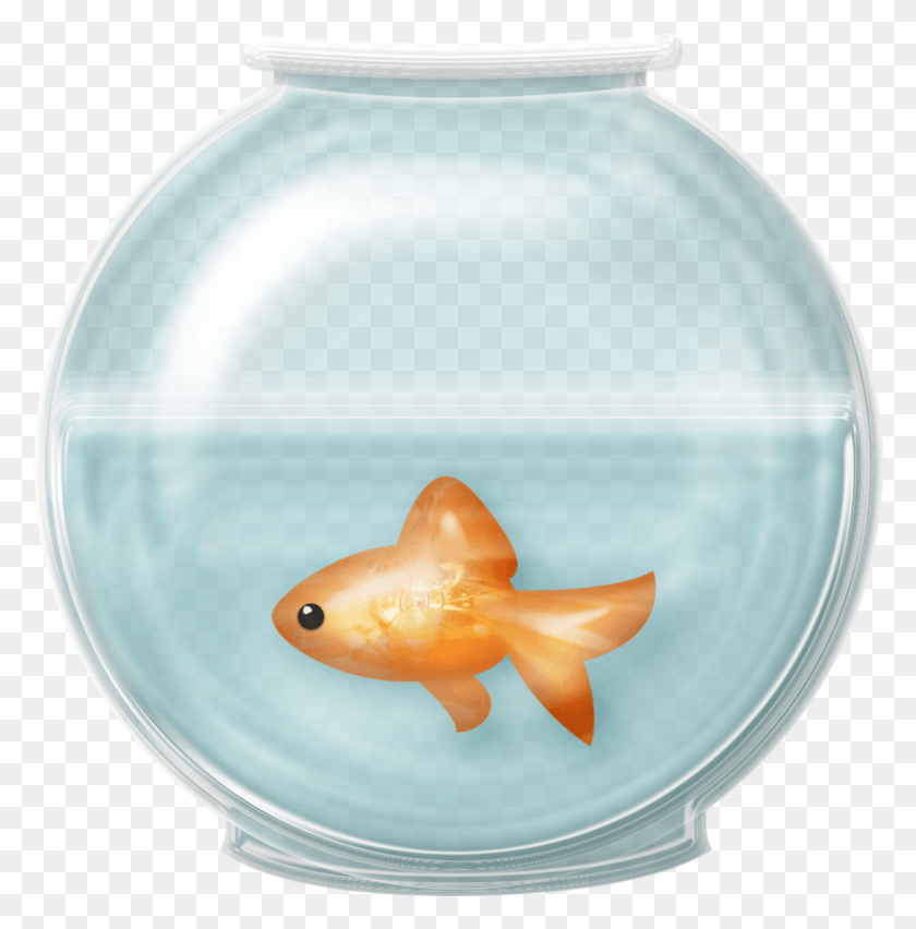 788x801 Fish Bowl Clip Art Fish In Fishbowl Clipart, Animal, Goldfish HD PNG Download