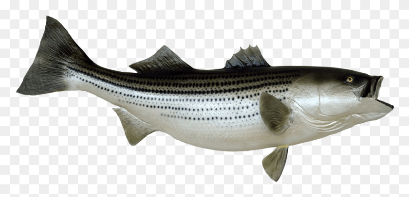 1109x493 Fish Clip Art Banner Free Stock Striped Bass, Coho, Animal, Sea Life HD PNG Download