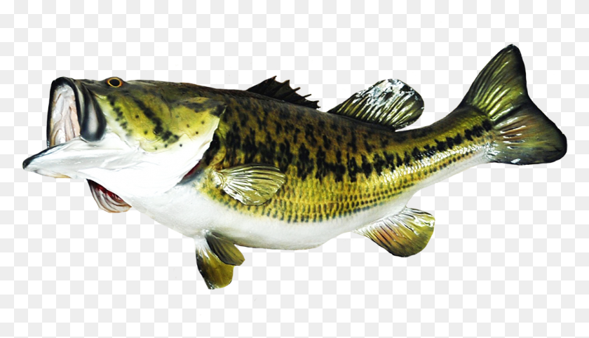 1081x585 Fish Clip Art Graphic Free Stock Largemouth Bass, Animal, Perch, Cod HD PNG Download