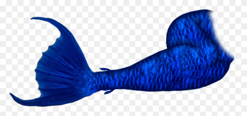 874x376 Fish Clipart Mermaid Blue Transparent Mermaid Tail, Animal, Bird, Sea Life HD PNG Download