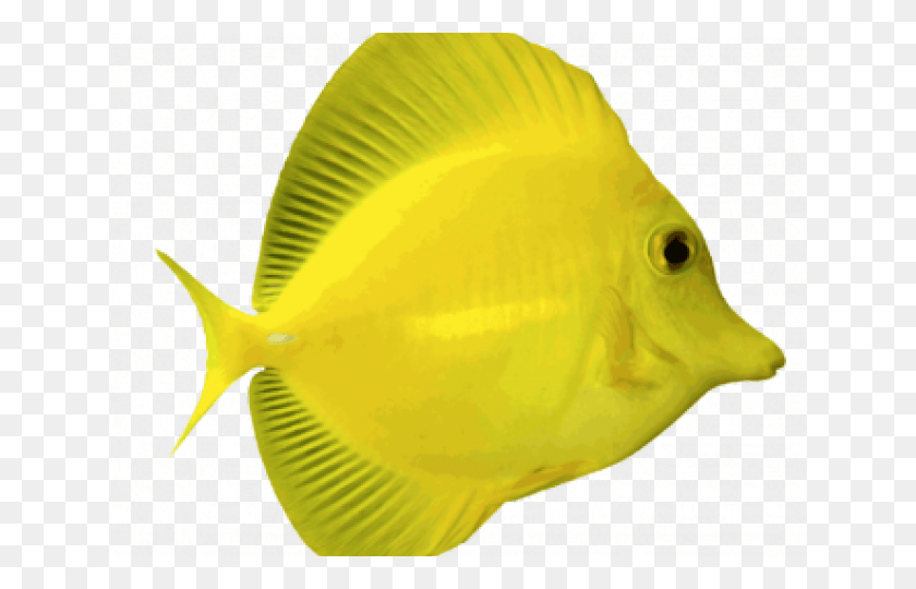 640x480 Fish Clipart Transparent Background Yellow Tang Fish, Animal, Surgeonfish, Sea Life HD PNG Download