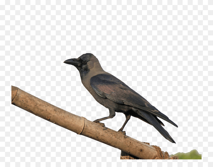 750x600 Fish Crow, Bird, Animal, Beak HD PNG Download